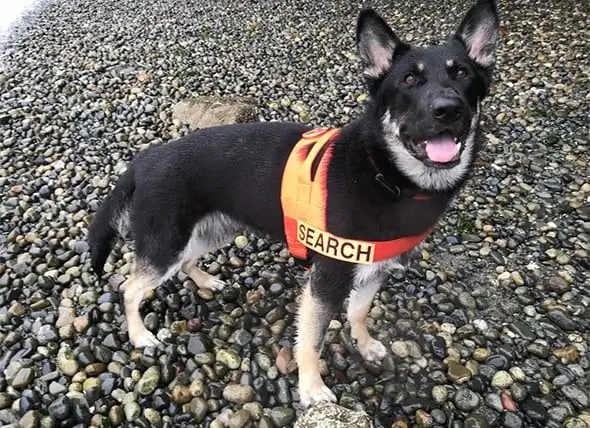 Cão De Busca E Resgate Tino Encontra Cão Desaparecido Preso Na Lama