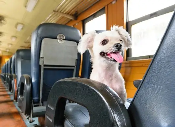 La Política De Mascotas De Amtrak Ahora Permite Que Las Mascotas Pequeñas Viajen En Todas Las Rutas Del Medio Oeste