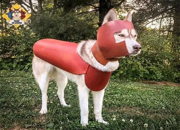 Husky Hizmet Köpeği Terkedilmiş Yavru Kedileri Kurtarmanın Kahramanı Oldu