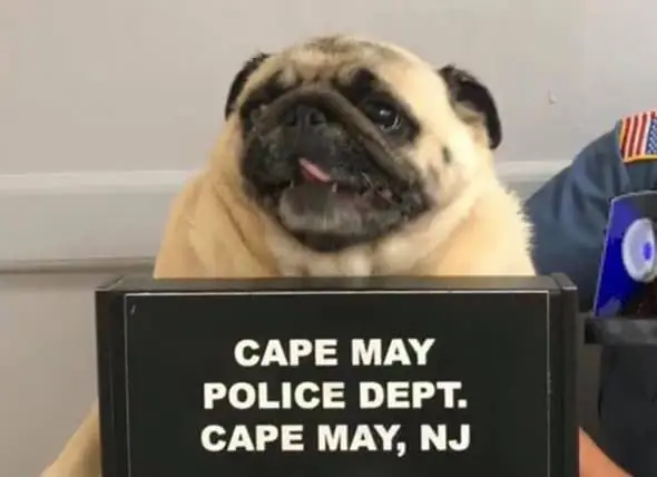 Bean The Pug Capturat Per La Policia Local I La Tassa De Tassa Aporta Pura Alegria