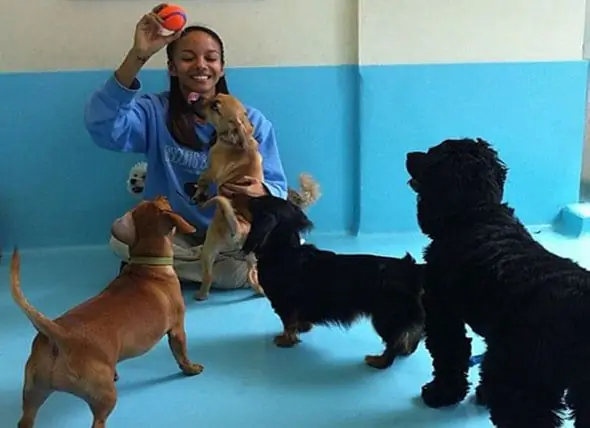 NYC Doggy Daycare A Une Solution Unique Pour Les Amoureux Des Chiens Qui Ne Peuvent Pas Avoir De Chiens