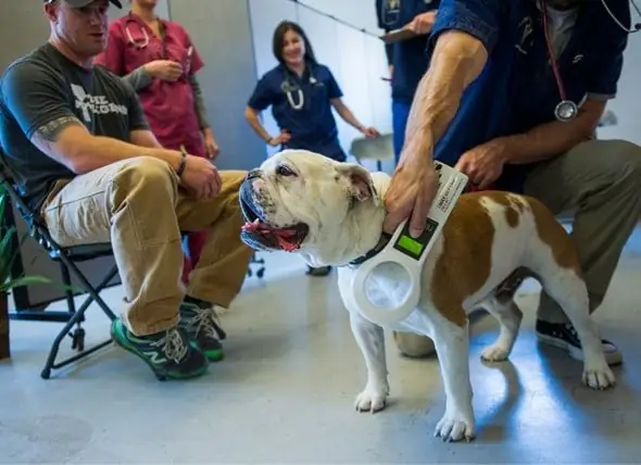 El Veterinari De Denver Ofereix Atenció Veterinària Gratuïta A Les Mascotes De Persones Sense Llar