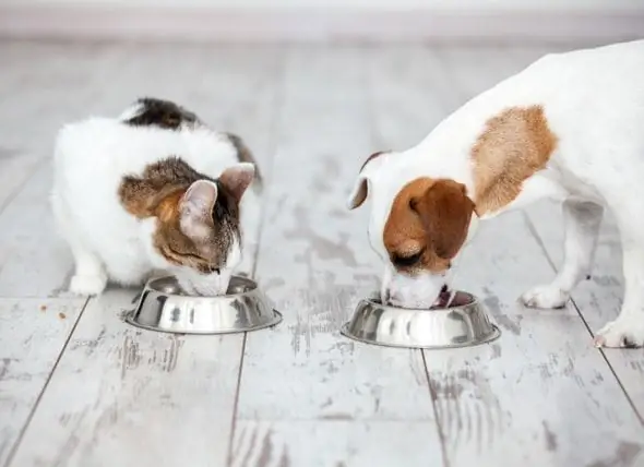 Una Perspectiva Veterinària Sobre Els Aliments Per A Gossos Sense Gra I Els Aliments Per A Gats Sense Cereals