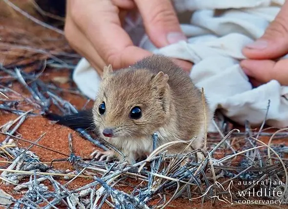 Το Australian Wildlife Conservancy χτίζει τον μεγαλύτερο φράκτη προστασίας από γάτες για την προστασία ειδών που απειλούνται με εξαφάνιση