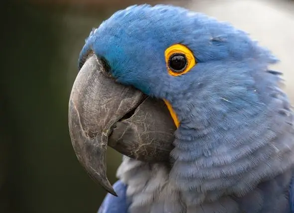 Vijf Inspirerende Verhalen Over Ernstig Bedreigde Vogelsoorten Die Zijn Teruggebracht