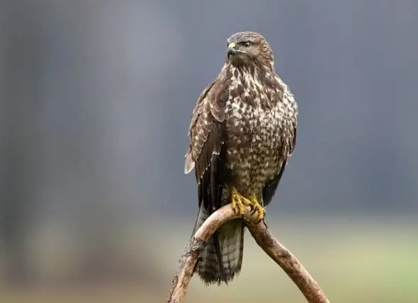 Rodina Varuje Majitele Malých Psů Hawks Poté, Co Byl Yorkie Popadnut