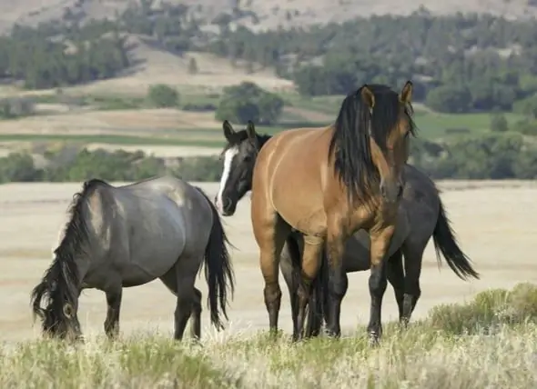 BLM Krijon 'Corral Online' Për Të Ndihmuar Amerikanët Të Lidhen Me Kuaj Të Egër Dhe Burros Të Adoptueshëm