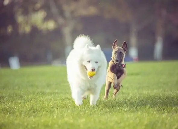 Os Cães Podem Ter Melhores Amigos Do Cão?