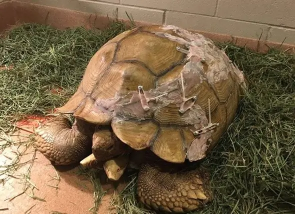 Humpty Wordt Weer In Elkaar Gezet: Spirit Fund Helpt Bij Het Repareren Van Het Gebroken Schild Van Schildpad