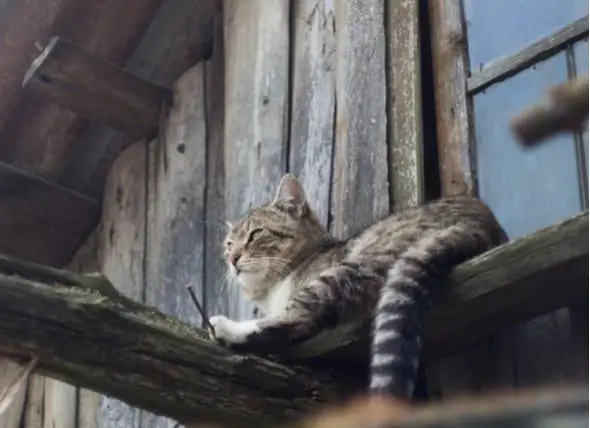 Resgate Transforma Gatos Vadios E Selvagens Em Gatos Trabalhadores