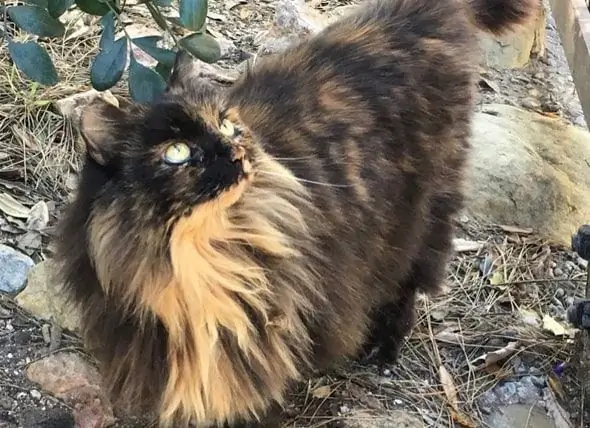 Disneyland Cats: Feral Cats Who Live In The House Of The Mouse