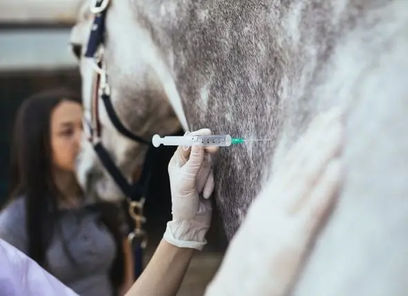 Mückensaison Und West-Nil-Virus Bei Pferden