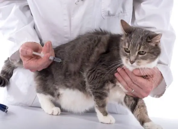 La Vaccination Contre Les Puces Du Chat : Ce Qu'il Faut Savoir