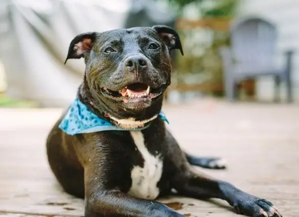 L'interdiction Controversée Des Pit-bulls Est Levée Dans La Ville De L'Iowa