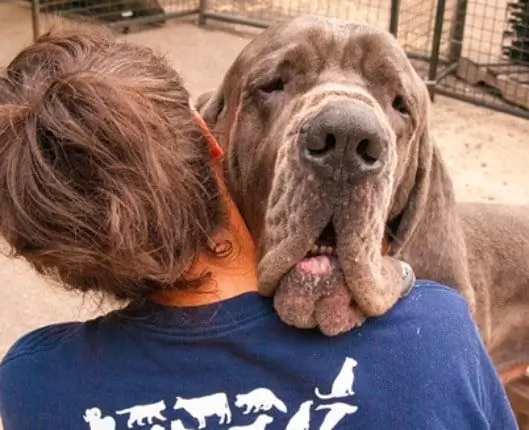 A Dogok Tenyésztője Bűnösnek Találta Az állatkínzást