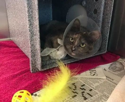 Un Chat Sauvé De La Ventilation De La Sécheuse Survit Malgré Des Blessures Graves