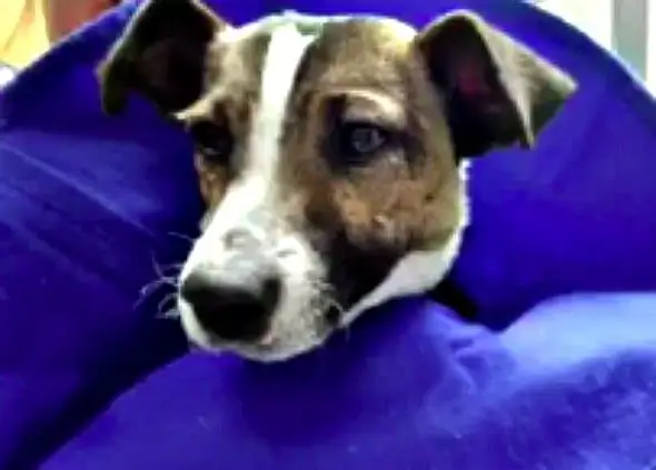 Puppy's Eyes And Mouth Limed Shut In Disturing Act Of Animal Cruelty