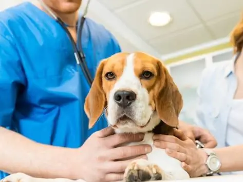 Opzioni Di Sperimentazione Clinica Per Animali Domestici Con Cancro