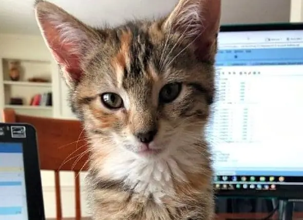 Kitten Gestolen Uit Adoptiecentrum In Massachusetts