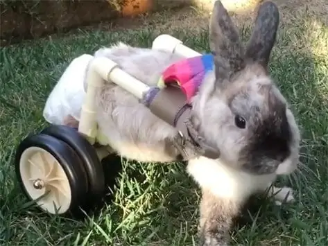 Napušteni, Ozlijeđeni Zec Dobiva Pomoć Koja Joj Je Potrebna