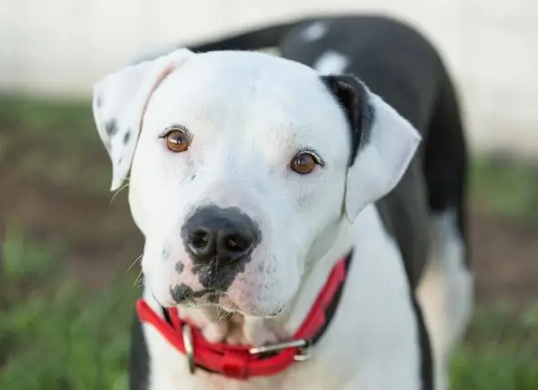 Montreal Mübahisəli Pitbull Qadağan Qaldırır