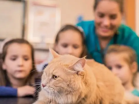 6 Razloga Zašto Je Veterinarima Teško Razgovarati O Ljubimcima S Prekomjernom Težinom