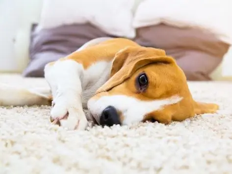 Ihre Psychische Gesundheit Leidet, Wenn Ihr Haustier Krank Ist