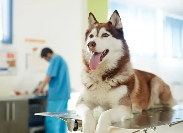 Canine Cancer Genome Project Erhält 1 Million US-Dollar Für Die Forschung