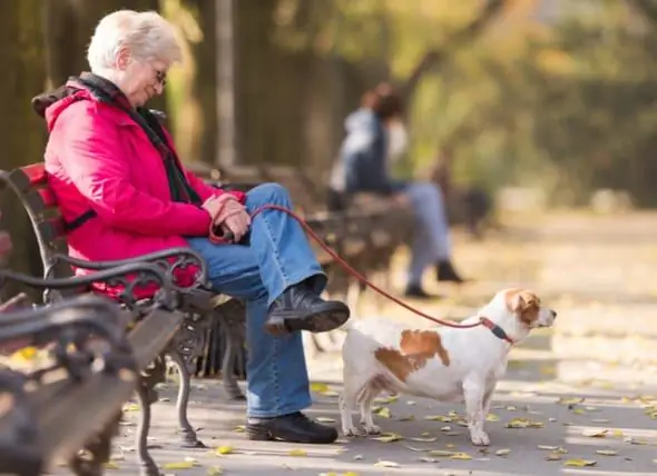 I Proprietari Di Cani Hanno Un Rischio Di Morte Ridotto, Secondo Uno Studio