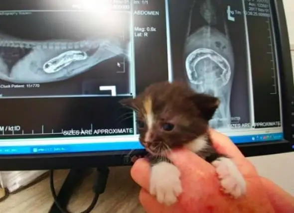 Anak Kucing Dilahirkan Dengan Anus Imperforate Untuk Menjalani Pembedahan