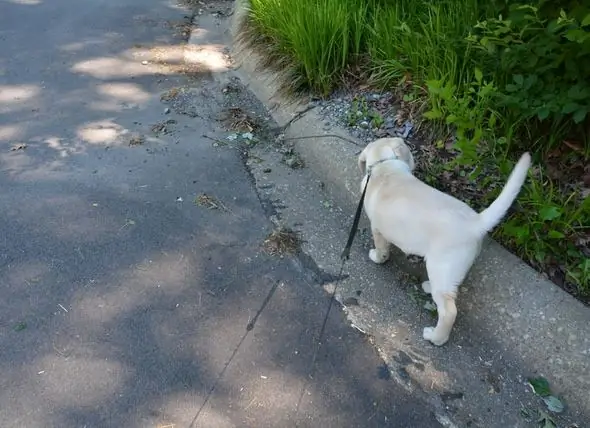 Puppy, Gəzinti Zamanı Təsadüfən Opioid Qəbul Etdikdən Sonra Həddindən Artıq Dozadan Xilas Olur