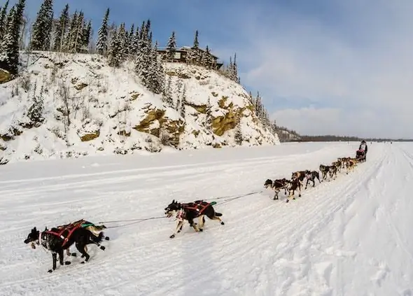 Kashfa Ya Iditarod: Mtihani Wa Mbwa Chanya Kwa Wanaotuliza Maumivu