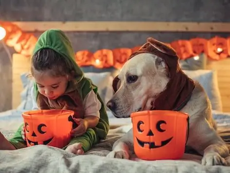 Halloween Skremmer På Veterinærklinikken: Ikke La Disse Skje Med Deg