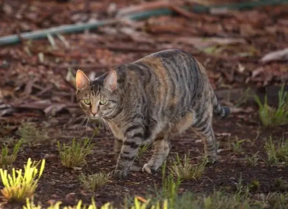 Bericht: Katzen In Australien Töten Täglich Eine Million Vögel