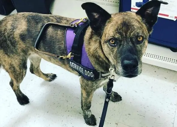 A Jornada De Jenna: De Um Cão De Serviço Perdedor A Um Cão Que Salva Vidas