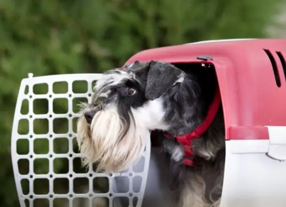 Voltando Para Casa Após Um Furacão: O Que Os Pais De Animais De Estimação Devem Saber