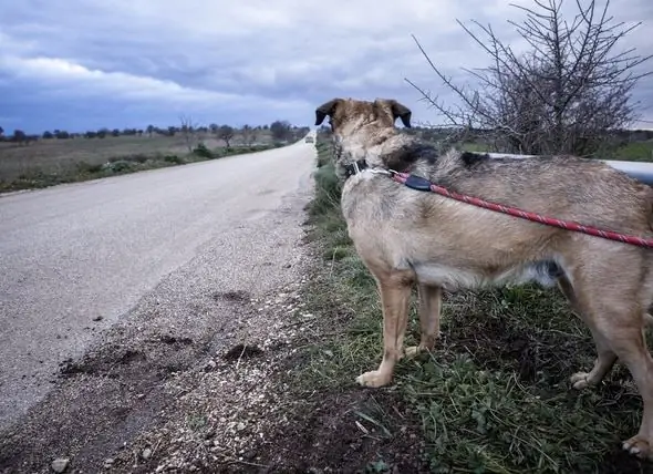 Abuso De Animais Durante O Furacão Irma: Animais De Estimação Deixados Para Trás Na Tempestade