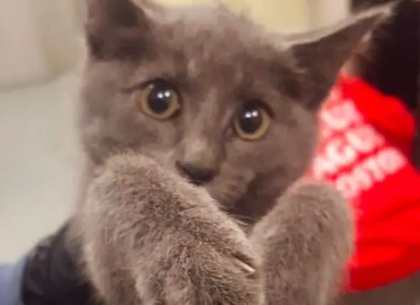 Kitten Gered Uit Boston Tunnel Door Dierenredders En Politie