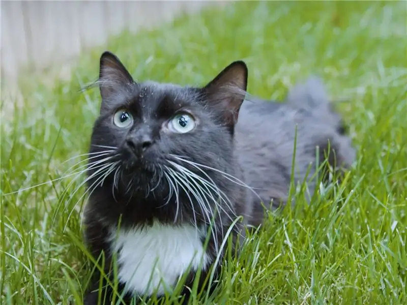 Wobbly Cat Menemukan Pijakan Yang Kuat Dengan Pemilik Yang Penuh Kasih