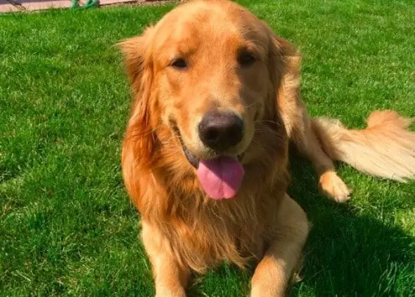 Golden Retriever Graver 85.000 Dollars Værd Af Heroin I Baghaven