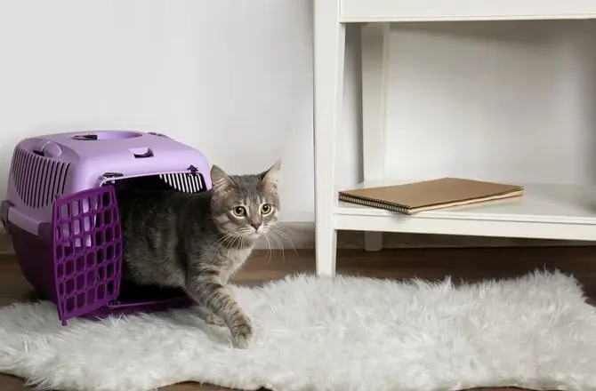 Katzen In Transportboxen: Was Geht Ihrer Katze Durch Den Kopf?