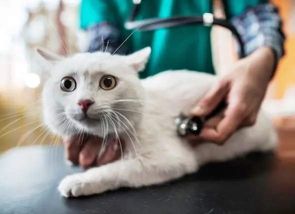 Mengapa Kucing Tidak Mendapatkan Perawatan Yang Mereka Butuhkan (dan Pantas)