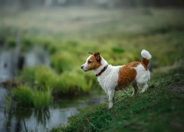 Cães E Flores De Algas Tóxicas: Um Aviso Para Pais De Animais De Estimação