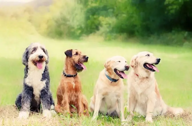 Penyelidikan Baru Mendedahkan Evolusi Baka Anjing