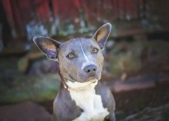 Ang Inisyatibong American Shelter Dog Initiative Ay Nagbibigay Ng Adoption Ng Alaga Ng Isang Bagong Pangalan