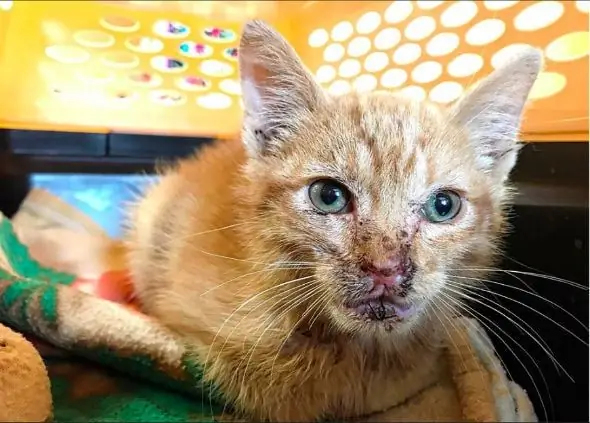 Gatinho De 3 Meses Sofre Ferimentos Graves Causados por Fogos De Artifício