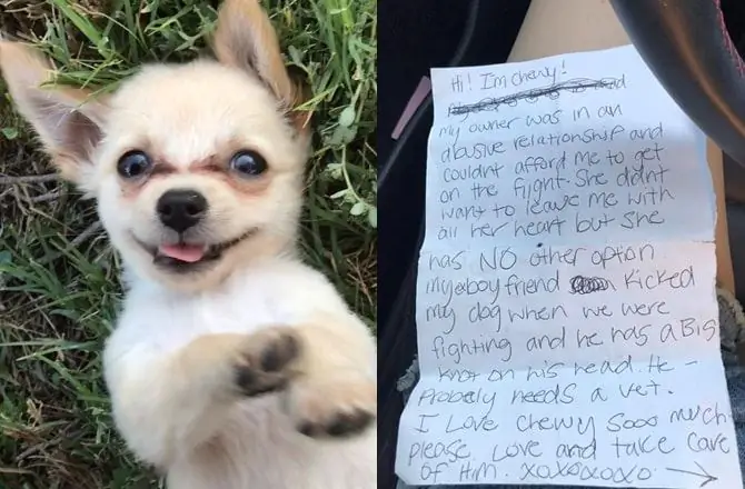 Un Chiot Laissé à L'aéroport Avec Une Note Déchirante Après Qu'une Femme A Fui La Violence Domestique