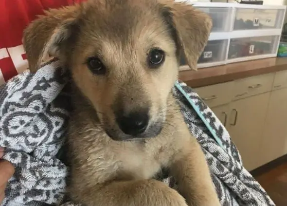 Filhote De Cachorro Abandonado Resgatado Do Carro Quente No Dia De 100 Graus