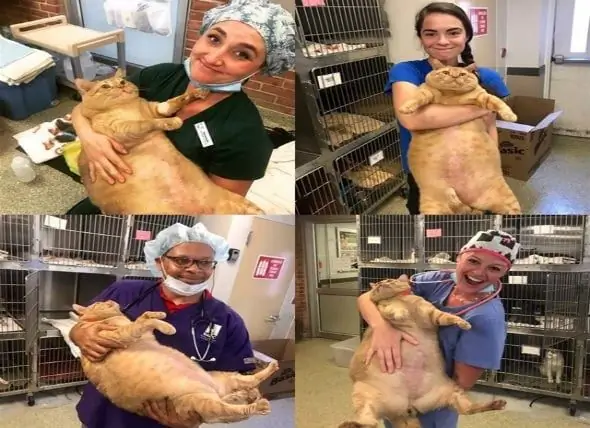 Symba, O 'gato Gordo': De Uma Sensação Viral A Um Animal De Estimação Adotado Com Metas De Perda De Peso