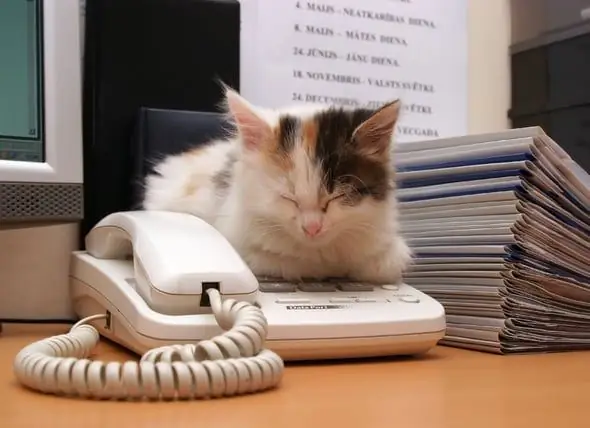 Office Cats : Une Entreprise Japonaise « Embauche » Des Chatons Pour Soulager Le Stress